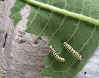 growing