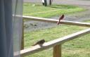 Birds perched on porch rail