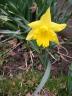 Daffodil bloom