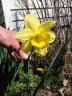 Daffodil variety
