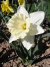 Another of mother's daffodils