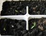 Marigold seedlings