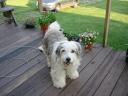 Bode on porch