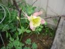 Columbine blossom