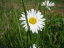 Daisy flower