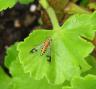 Insect on leaf