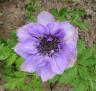 Purple anemone