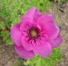 Dark pink anemone