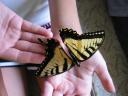Yellow swallowtail butterfly resting on child's hands