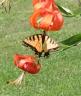 Yellow swallowtail butterfly on lily flower