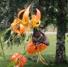 Black swallowtail butterfly on lily flower