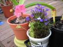 Geranium and lobelia flowers