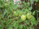 Tomato plant with green fruit