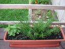 herbs in planter