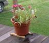 Humming bird at feeder in flower pot