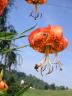 Lily flower