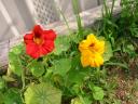 Red and yellow nasturtium blossoms