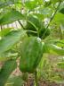 Bell pepper plant