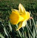 Daffodil in back yard