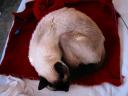 Ling Ling curled up on partially knit sweater