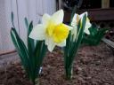 Daffodil in bloom