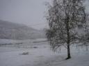 Snowy April morning - birch tree