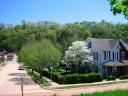 yard with dogwood tree