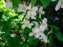 white blossoms