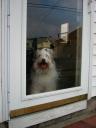 Bode on watch at the front door