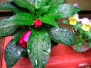moist New Guinea impatiens and pansy flowers
