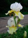 Frilly white iris flowers