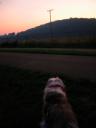 Bode watched the sunset while I rested on park bench