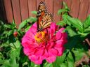 Monarch butterfly on pink zinnia.