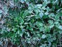 Frost on leaves