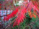 Red sumac leaves