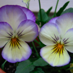 Viola, sorbet