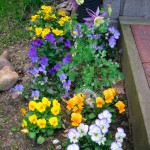 viola surrounding columbine