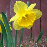 daffodil