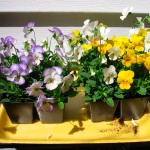 viola fresh from greenhouse