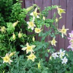 columbines by fence first blooming