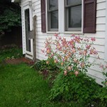 columbine in front flower bed