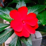 impatiens_6141