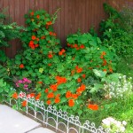 nasturtium