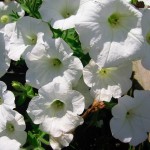 petunias_6150