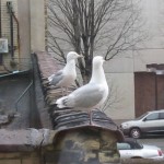 Gulls looking in my apartment window 