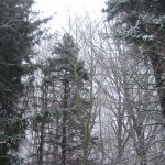 Snow filtering through the trees, December 19, 2009.