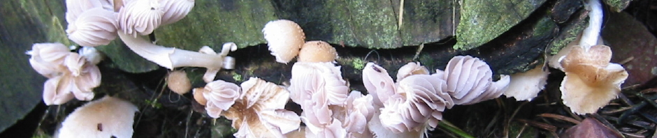 mushrooms on log