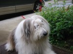 Bode (shaggy dog) by front garden