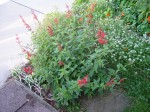 Pineapple sage plant - with crimson flower spikes