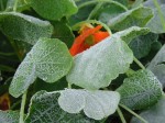 frost on nasturtiums